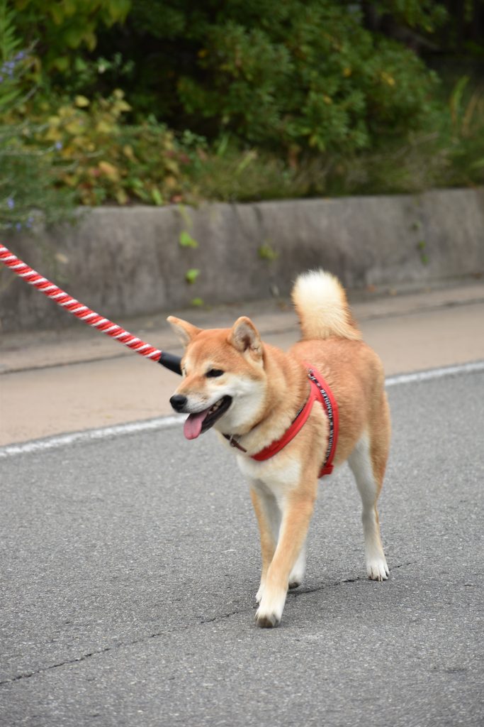行列に参加している柴犬の写真