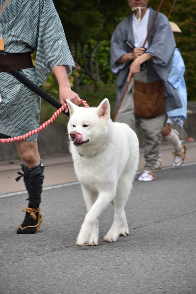 行列に参加している白犬の写真